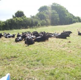 We like to go for walks to see the cattle grazing: Click Here To View Larger Image
