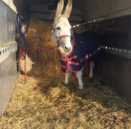 Little Donkey arriving at Honey Pot to join the Nativity and  starring as ........
Little Donkey!: Click Here To View Larger Image